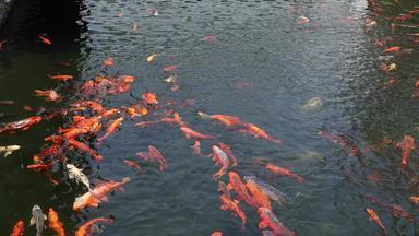 中式庭院园林鱼池锦鲤红鲤